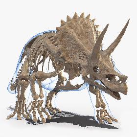 Triceratops Fossil Walking Pose with Transparent Skin model